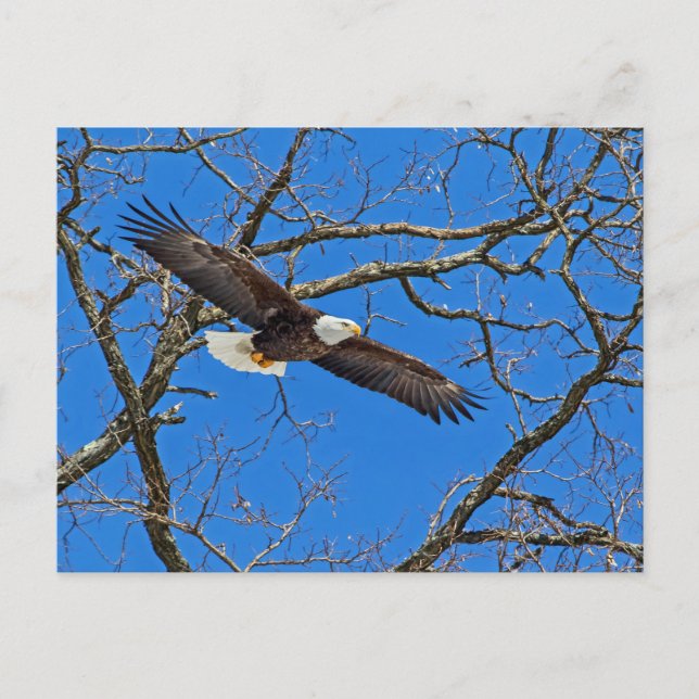 Bald Eagle On Blue Postcard (Front)