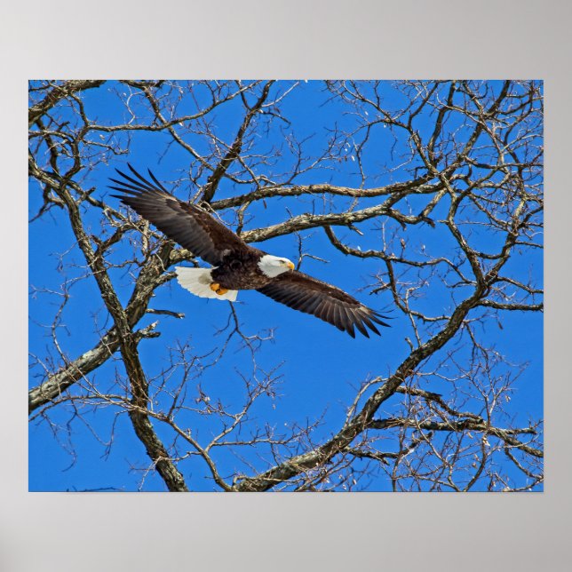 Bald Eagle On Blue Poster (Front)