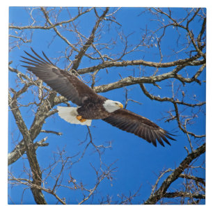 Bald Eagle On Blue Tile