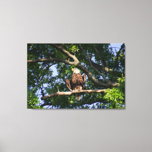 Bald Eagle on Branch Portrait Canvas Print