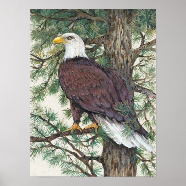 Bald Eagle on Branch Poster (Front)