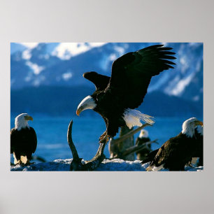 Bald Eagle on log poster