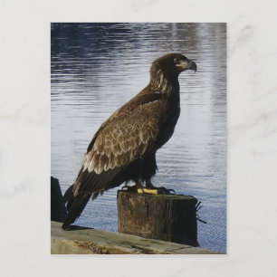 Bald Eagle on the Dock, Unalaska Island Postcard