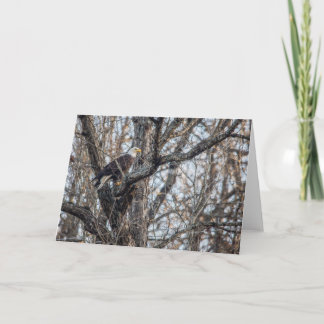 Bald Eagle on the Hunt Card