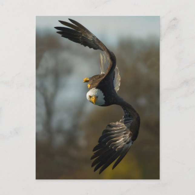 Bald Eagle on the Hunt Postcard (Front)