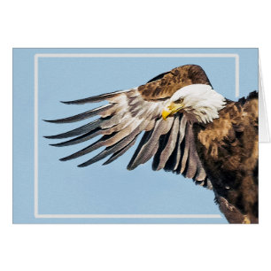 Bald Eagle on the Wing
