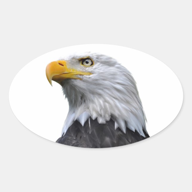 Bald Eagle Oval Sticker (Front)