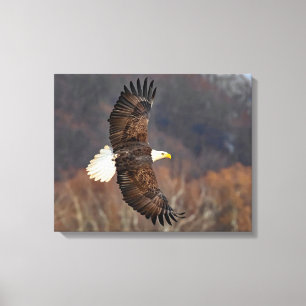 Bald Eagle Over Autumn Trees Canvas Print