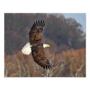 Bald Eagle Over Autumn Trees Photo Print