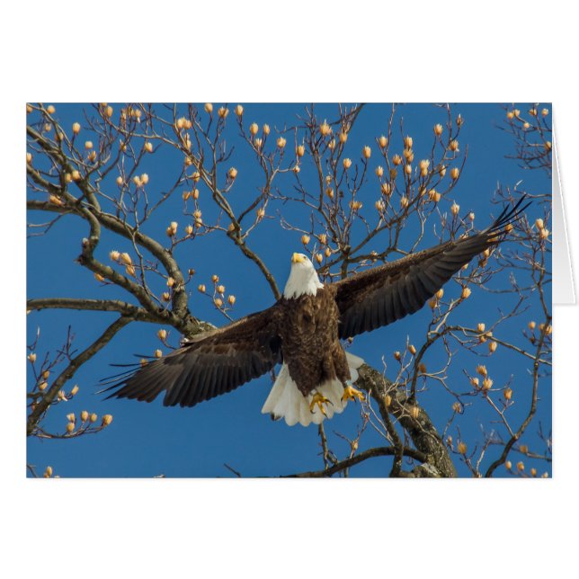 Bald Eagle Overhead (Front Horizontal)