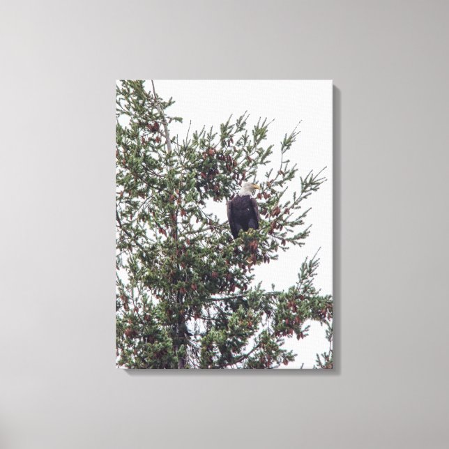 Bald Eagle P2825 Canvas Print (Front)