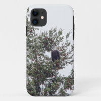 Bald Eagle P2825