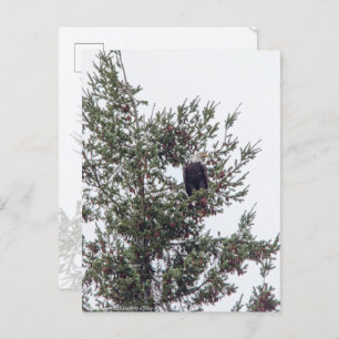 Bald Eagle P2825 Postcard