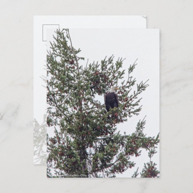 Bald Eagle P2825 Postcard (Front/Back)