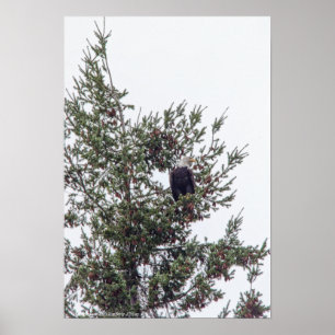 Bald Eagle P2825 Poster