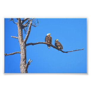 Bald Eagle Pair at Money Bayou, Florida Photo Print