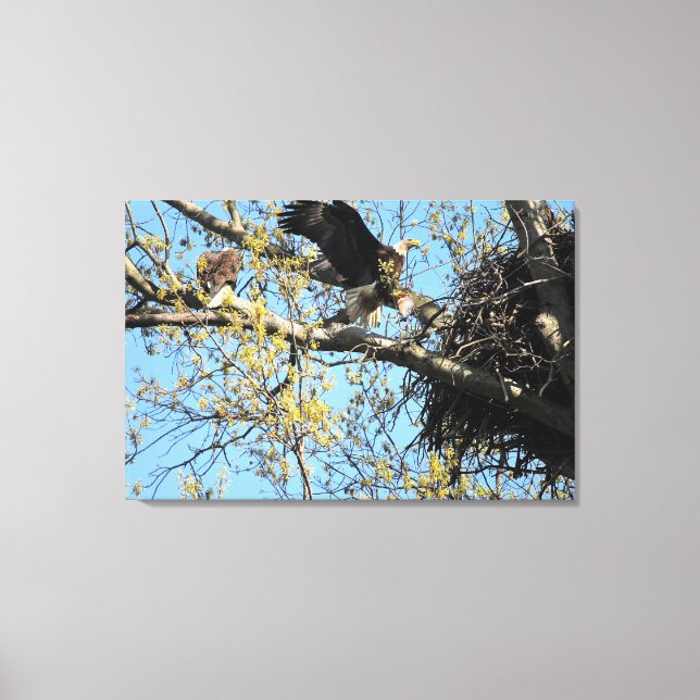 Bald Eagle Pair at Nest Canvas Print (Front)