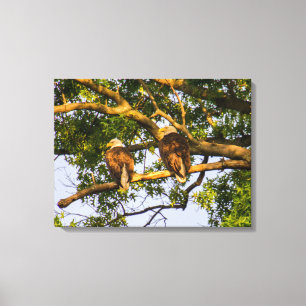Bald Eagle Pair Canvas Print