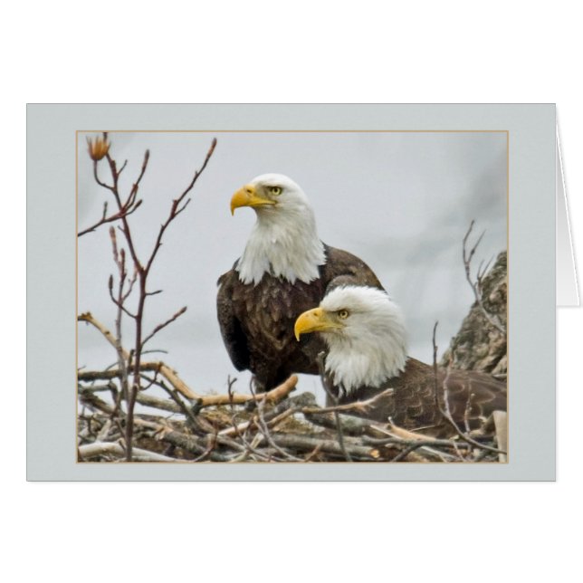 Bald Eagle Pair In Their Nest (Front Horizontal)
