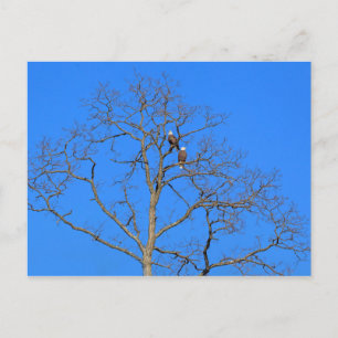 Bald Eagle Pair in Tree Postcard