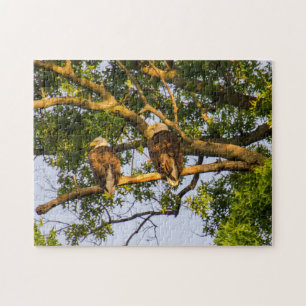 Bald Eagle Pair  Jigsaw Puzzle