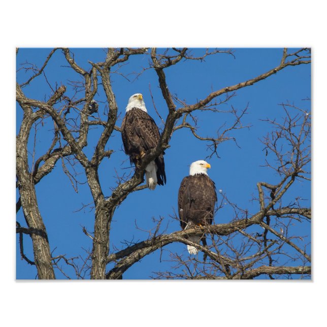 Bald Eagle Pair Photo Print (Front)
