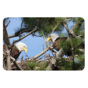 Bald Eagle Pair tending to nest Magnet