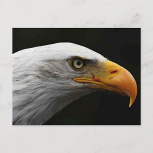 Bald Eagle pccnm Postcard