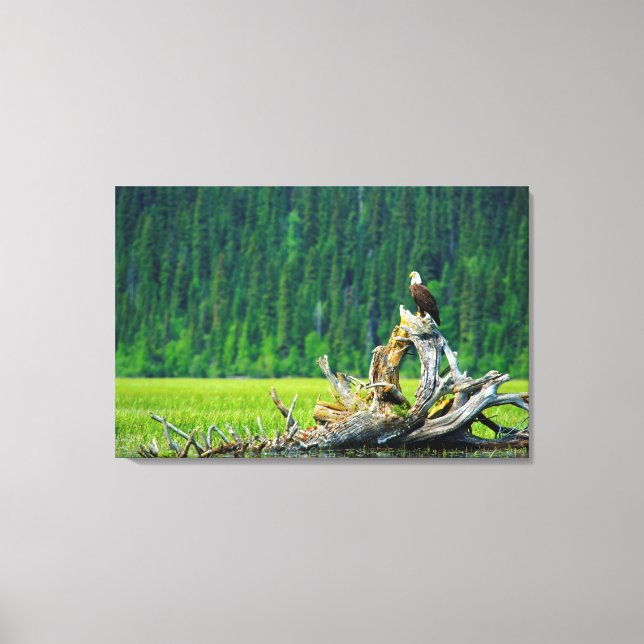 Bald Eagle Perched On Branch Canvas Print (Front)