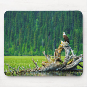 Bald Eagle Perched On Branch Mouse Pad