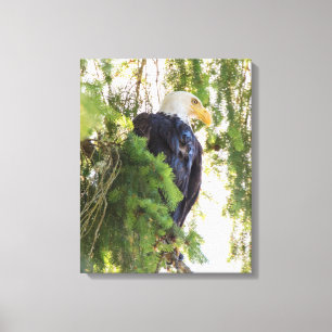 Bald Eagle perches in Douglas Fir Canvas Print