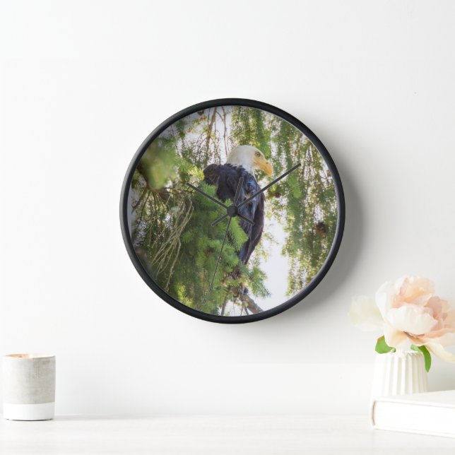 Bald Eagle perches in Douglas Fir Clock (Home)