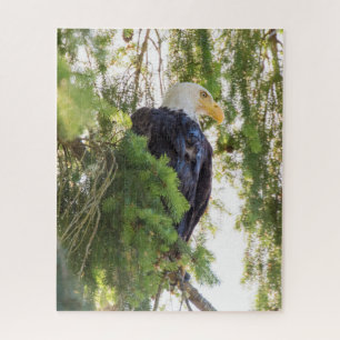 Bald Eagle perches in Douglas Fir Jigsaw Puzzle