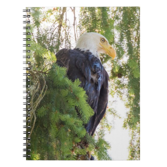 Bald Eagle perches in Douglas Fir Notebook (Front)