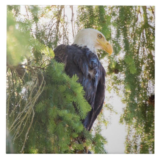 Bald Eagle perches in Douglas Fir Tile (Front)