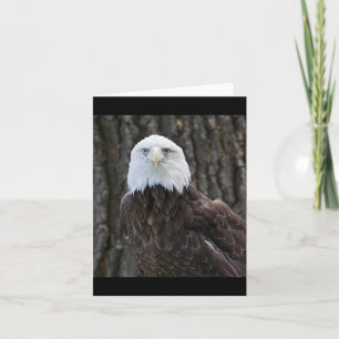 Bald Eagle Photo Folded Note Card