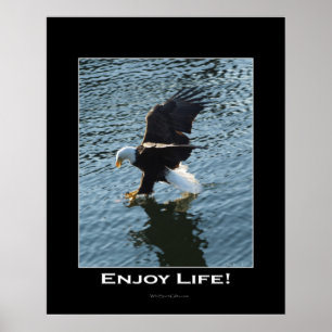 Bald Eagle Photo Poster