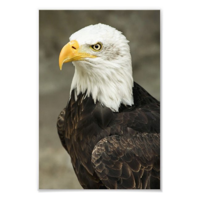 Bald Eagle Photo Print (Front)