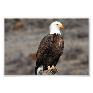 Bald Eagle Photo Print