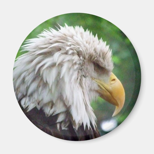 Bald Eagle Photography Magnet (Front)