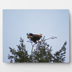 Bald Eagle Plaque