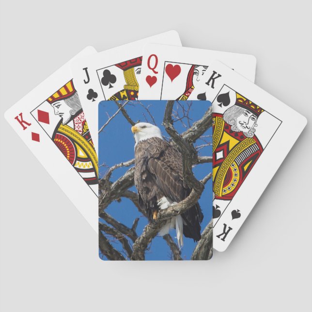 Bald Eagle Playing Cards (Back)