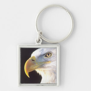Bald Eagle Portrait, Haliaeetus leucocephalus, Keychain