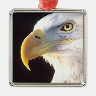 Bald Eagle Portrait, Haliaeetus leucocephalus, Metal Ornament
