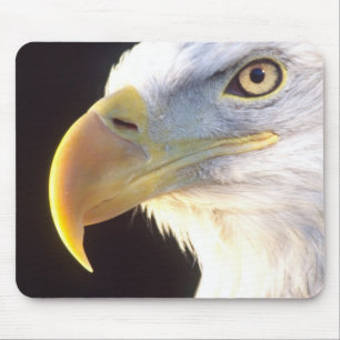 Bald Eagle Portrait, Haliaeetus leucocephalus, Mouse Pad