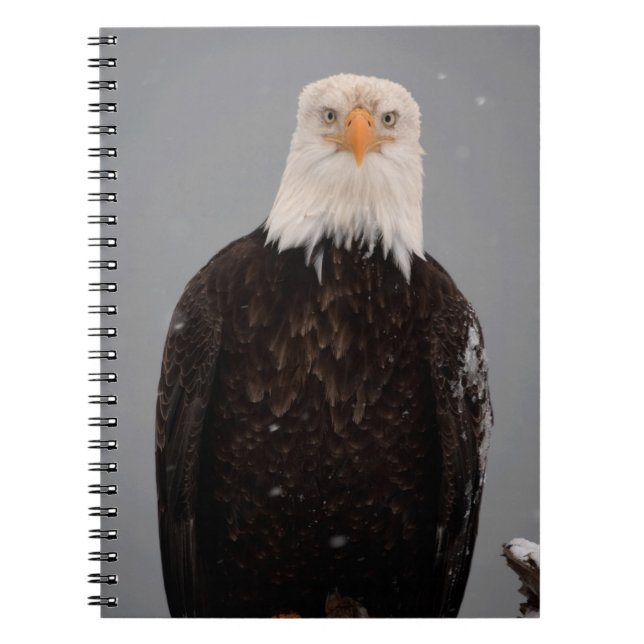 Bald Eagle Portrait in the Snow, Haliaeetus Notebook (Front)