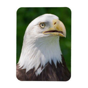 Bald Eagle Portrait Magnet