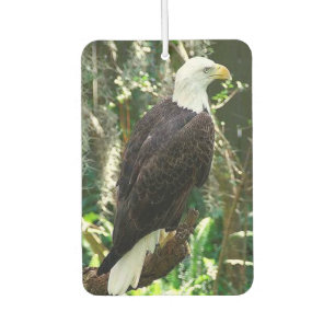 Bald Eagle Portrait Rectangle Air Freshener