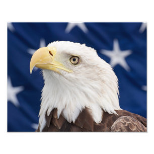 Bald Eagle Portrait with stars Photo Print
