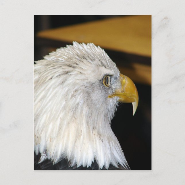 Bald Eagle Postcard (Front)